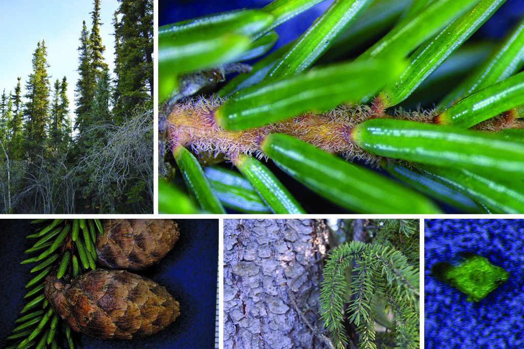 Spruce specimen to be identified