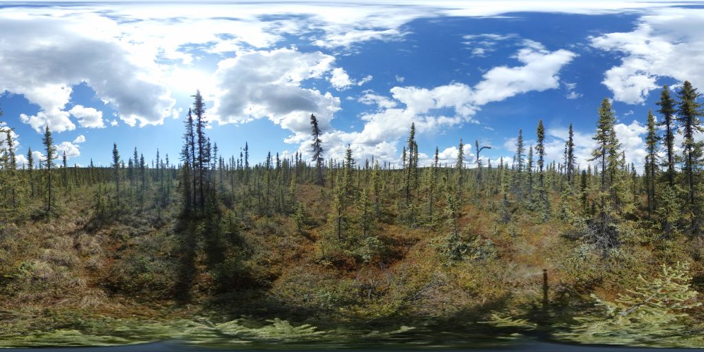 A 360 view of low-growing black spruce trees in alaska