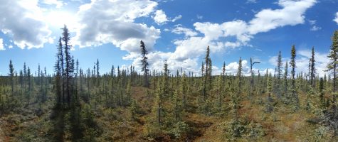 Virtual Biome: Open, low-growing Spruce Forest