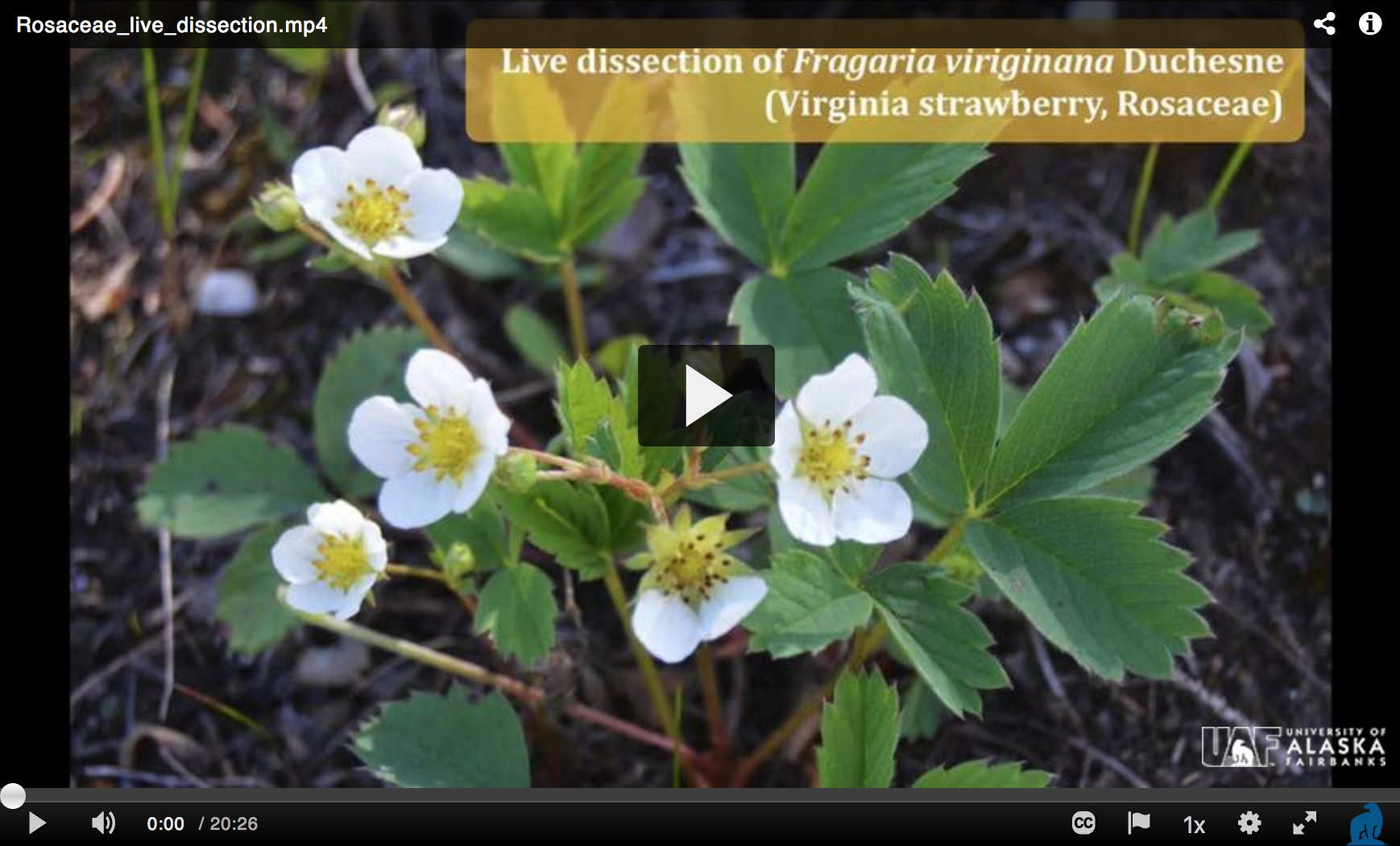 BIOL F195: Intro to Alaska Flora