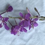 Fireweed Dissection by MVS