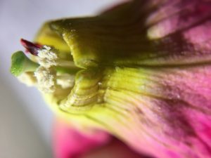 Peeled back petals (fused) to exposed pistals and stamins
