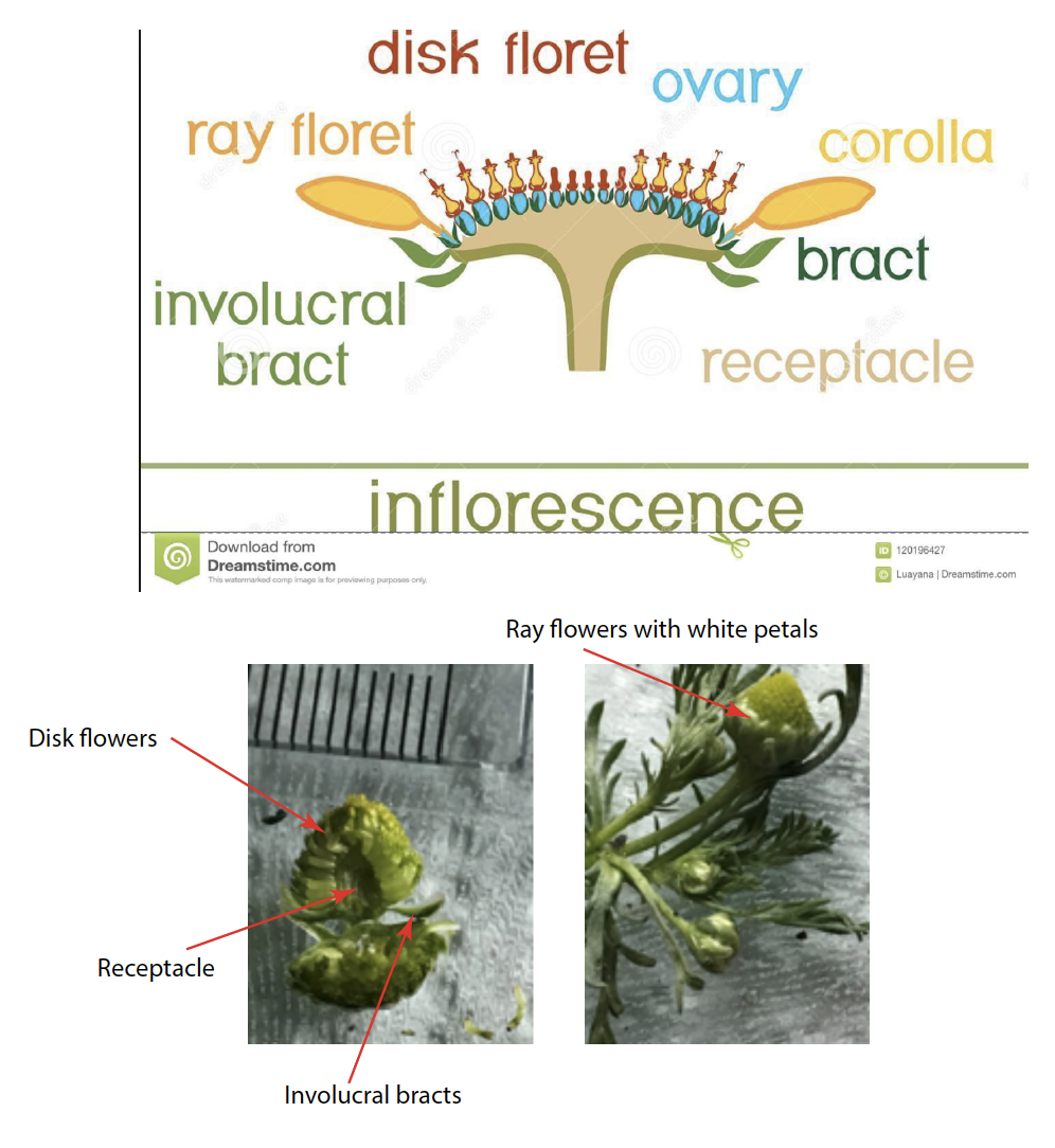 Plant Dissection #1 – BIOL F195: Intro to Alaska Flora