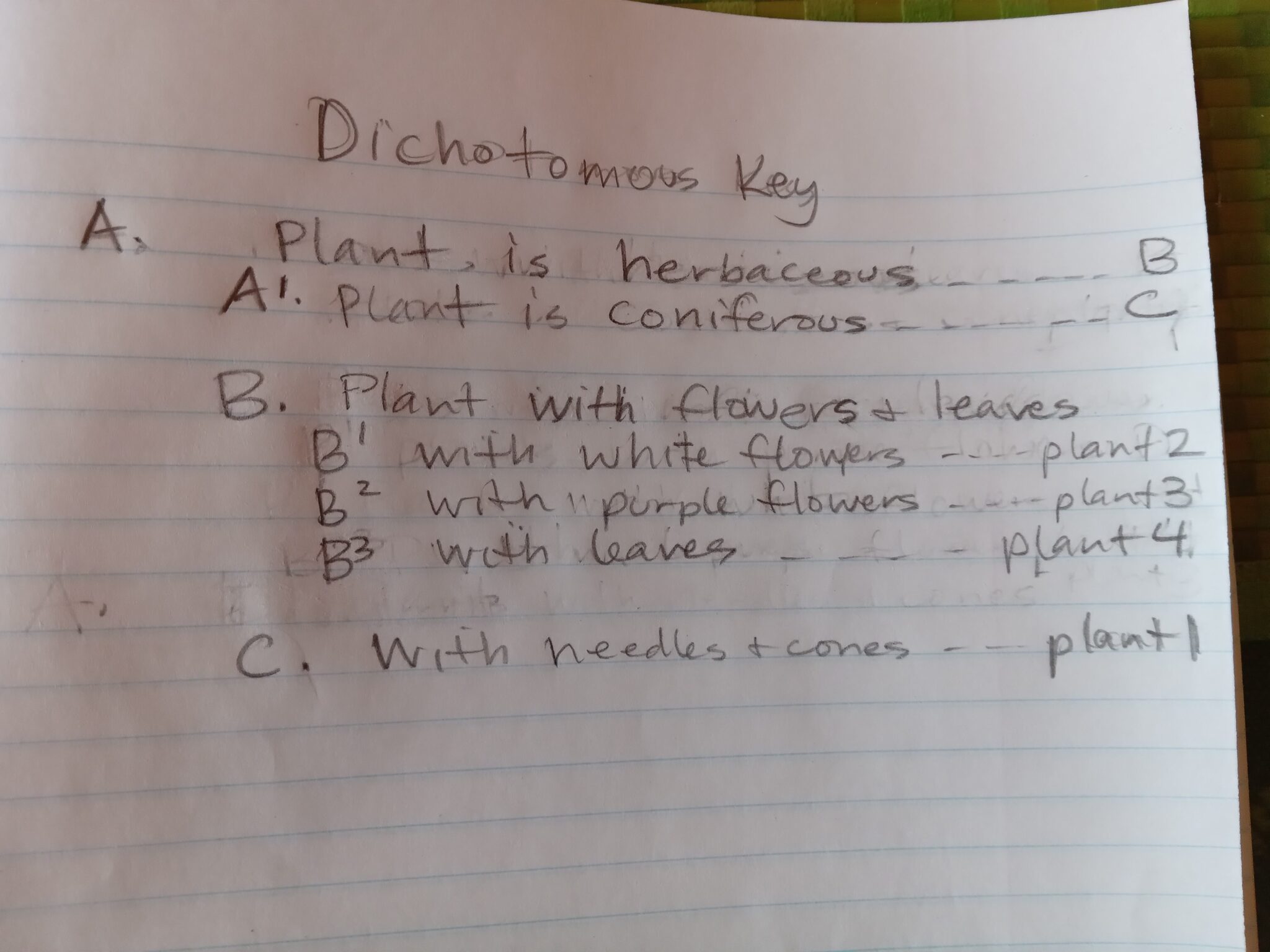 Dichotomous Key – BIOL F190: Intro to Alaska Flora