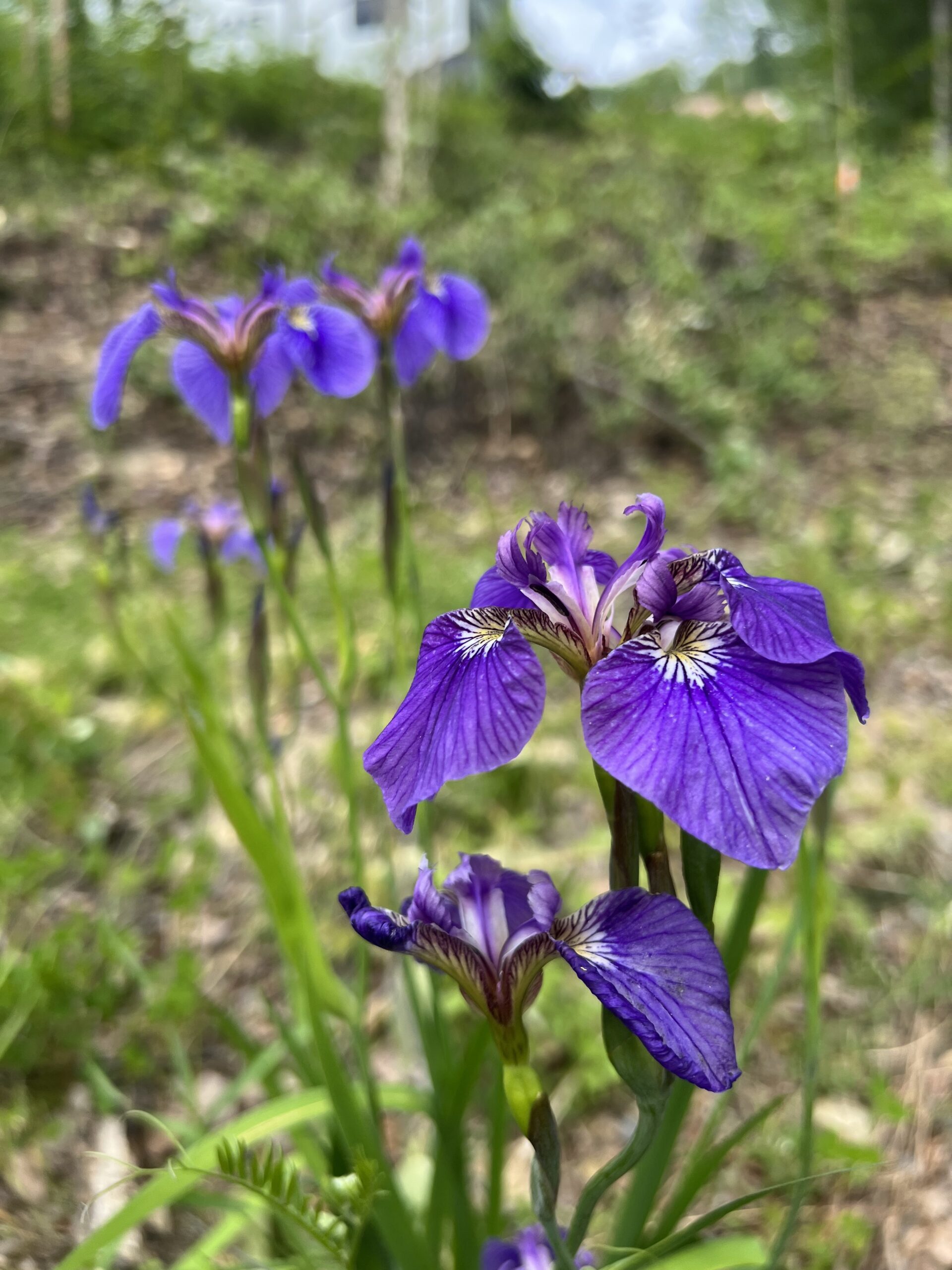 introduction-iris-harritt-biol-f190-intro-to-alaska-flora