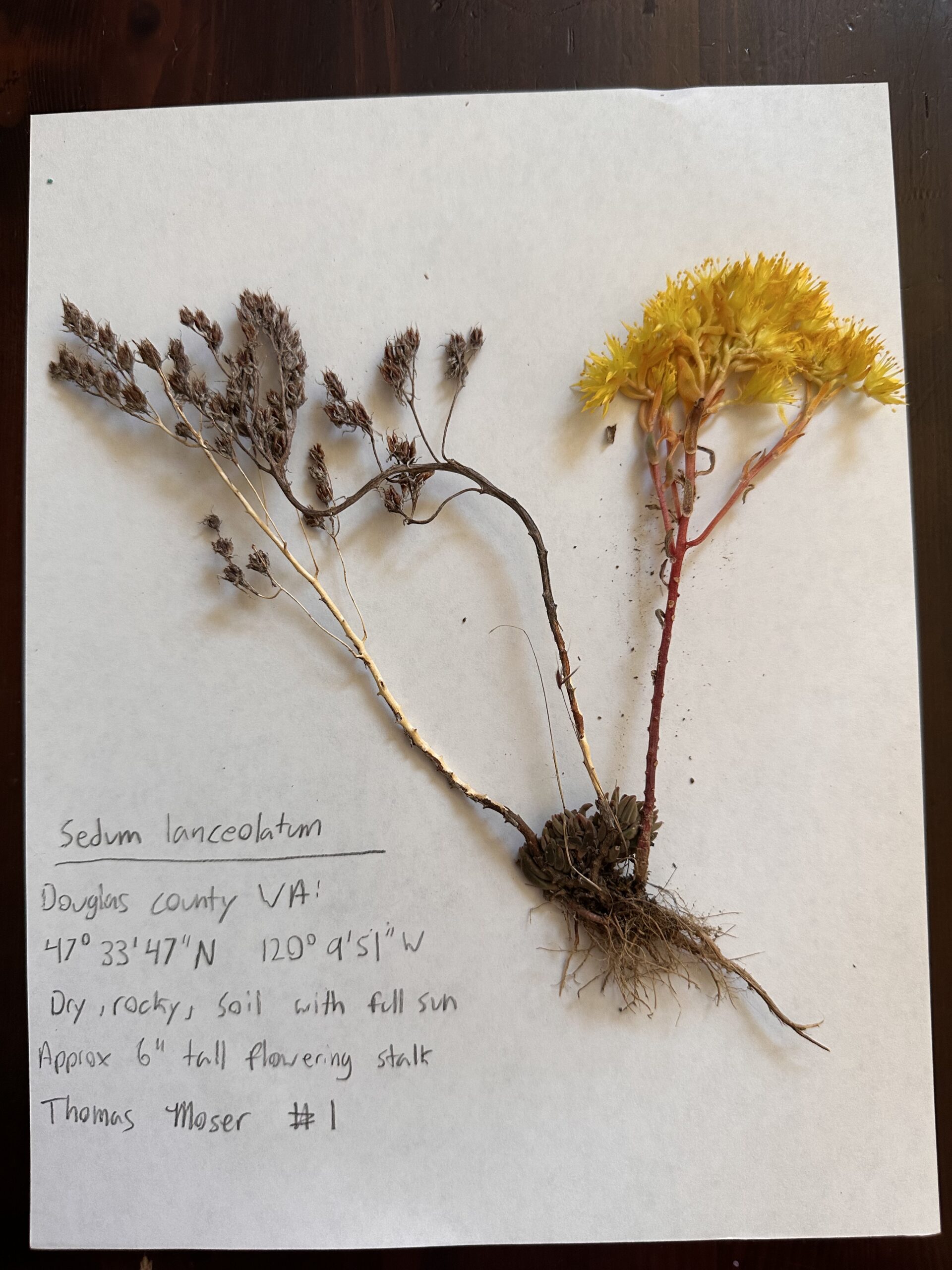 Pressed plants Washington – BIOL F190: Intro to Alaska Flora