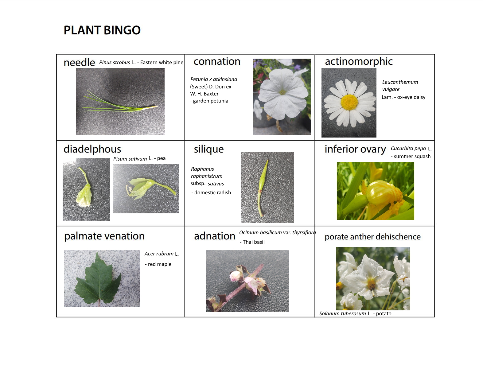 Plant Bingo – BIOL F190: Intro to Alaska Flora