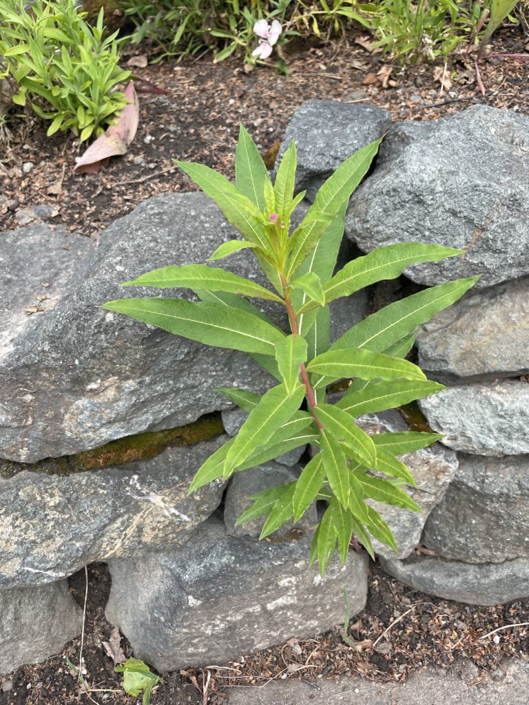 Fireweed growing through rocks