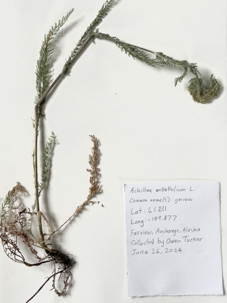 Plant pressing of Achillia millefolium