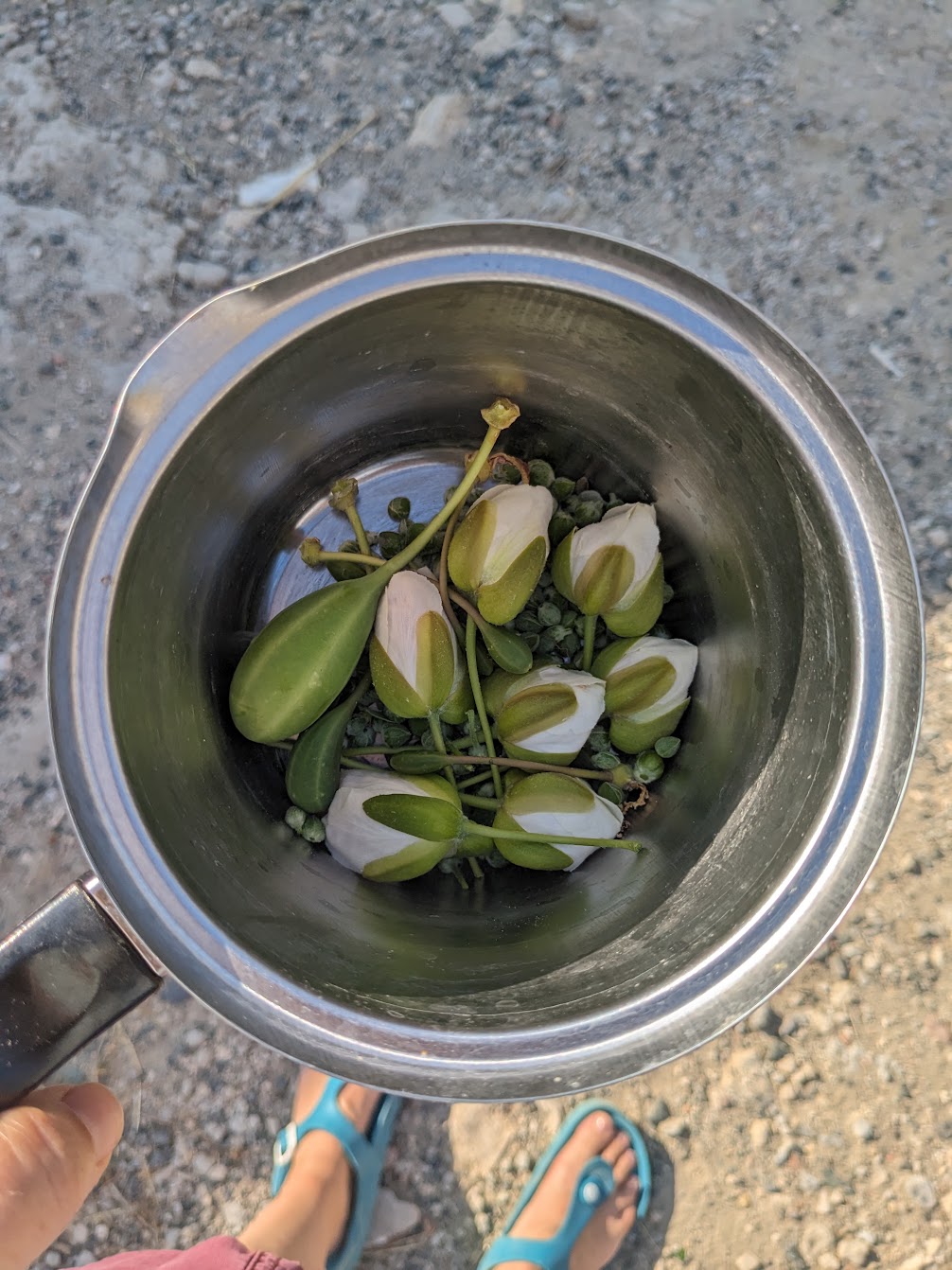 a silver pot full of harvested caper berries and flowers with some feet in birkenstock sandals in the background. 